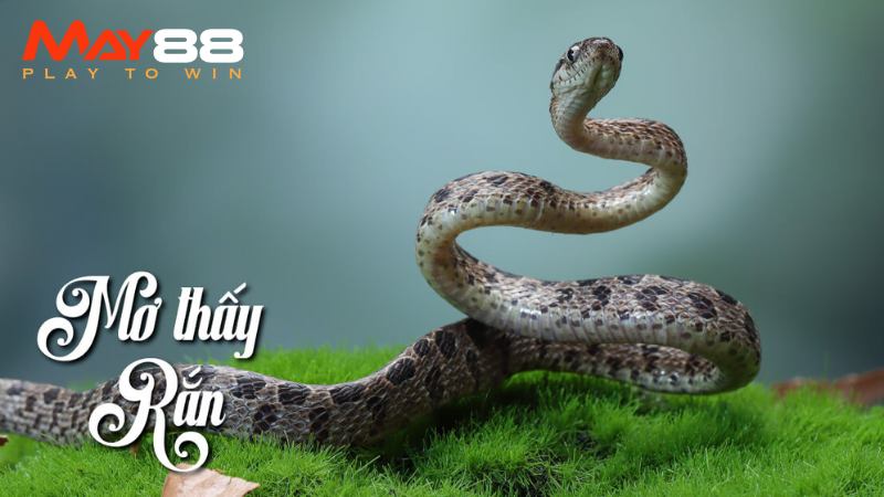 Chuyên gia giải mã chiêm bao mơ thấy rắn thường gặp nhất