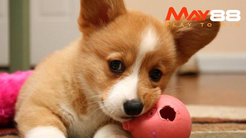 Hình ảnh chó hiện ra trong khi mê ngủ có đa dạng tầng lớp ý nghĩa tâm linh khác nhau